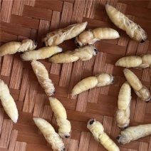 野生/生态养殖马蜂蜂蛹-大自然的黄金营养库，餐桌上的