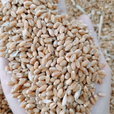 大量供应入库，饲料厂小麦，水份12.5容重780左右