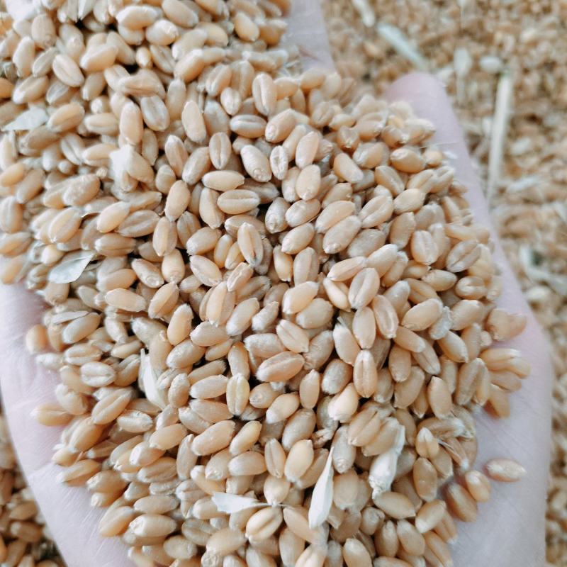 大量供应入库，饲料厂小麦，水份12.5容重780左右