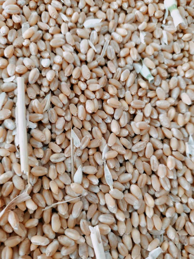 大量供应入库，饲料厂小麦，水份12.5容重780左右