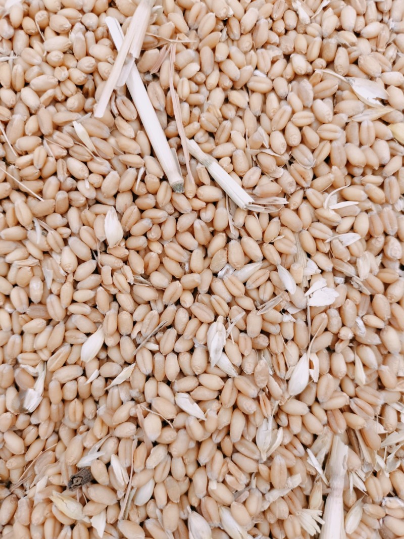 大量供应入库，饲料厂小麦，水份12.5容重780左右