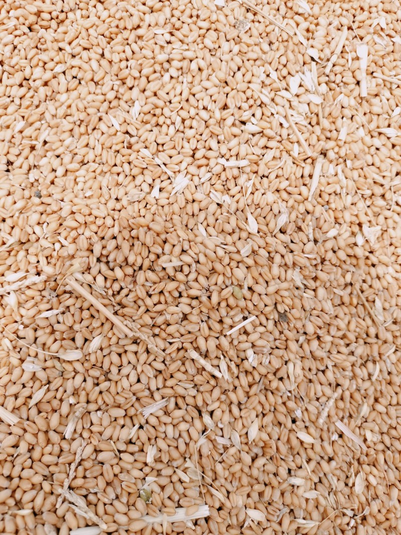 大量供应入库，饲料厂小麦，水份12.5容重780左右