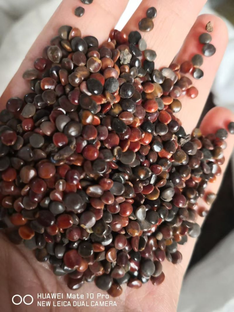 枳椇子选货干货中药材2斤包邮量大优惠