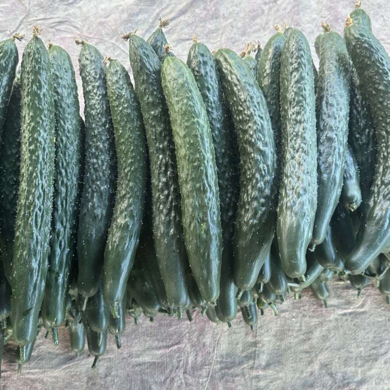 黄瓜