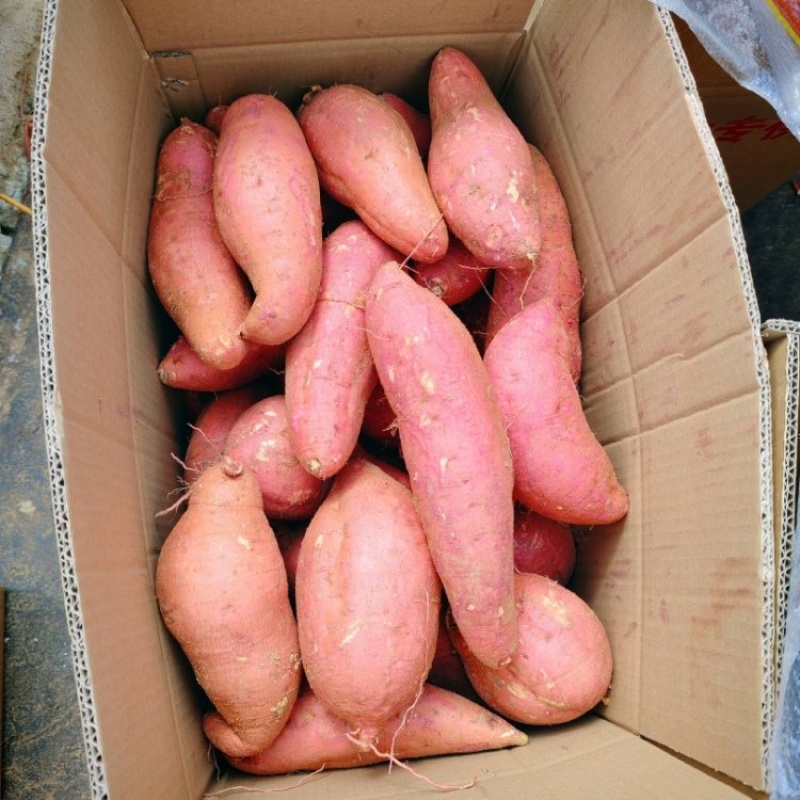 山东精品西瓜红红薯大量上市品质保证量大从优一手货源