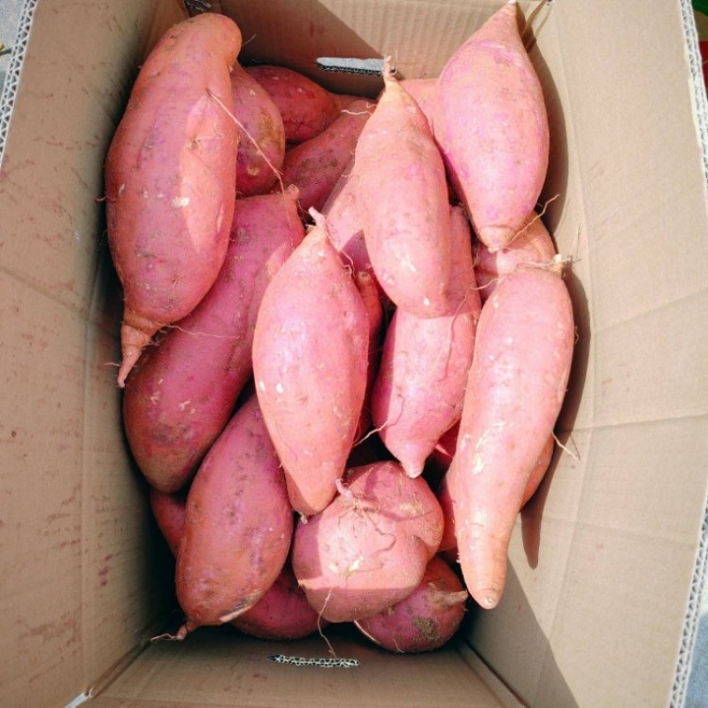 山东精品西瓜红红薯大量上市品质保证量大从优一手货源