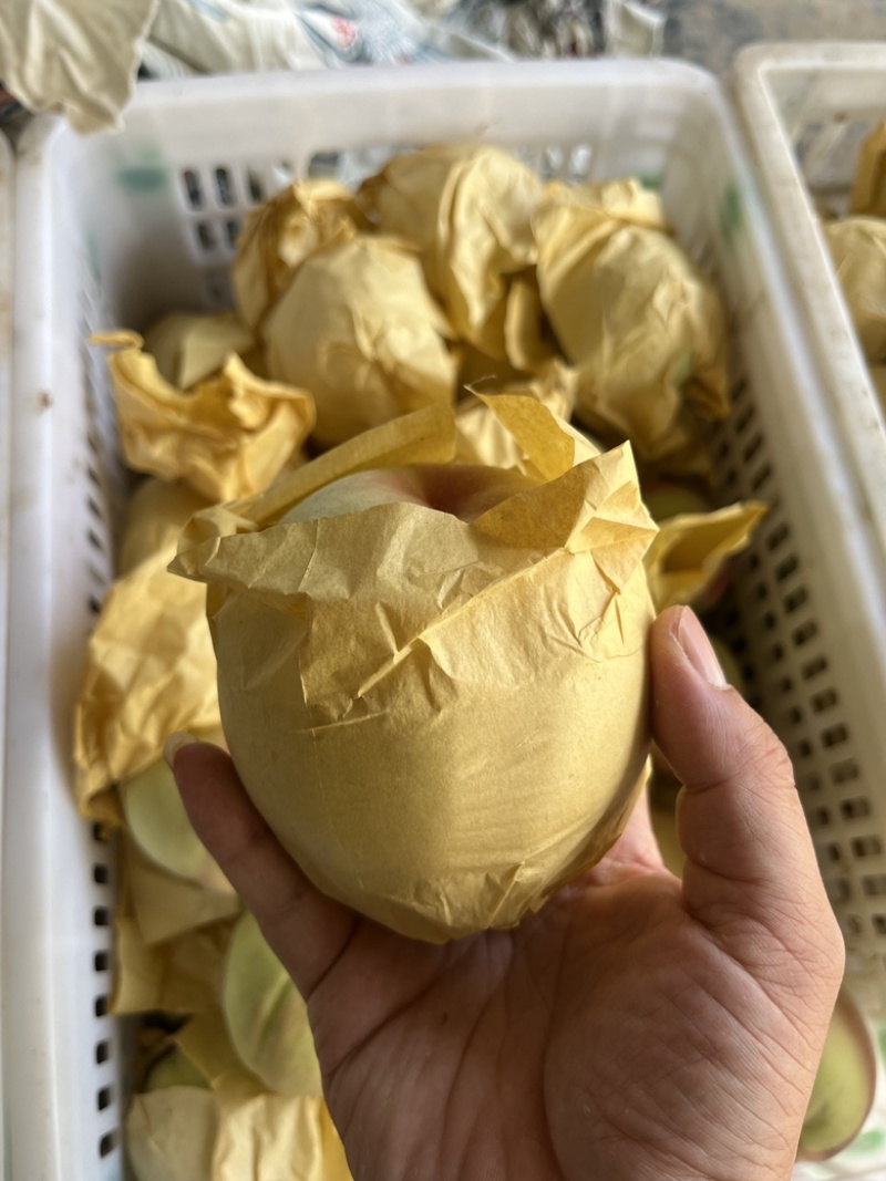阳山水蜜桃奉化水蜜桃纯甜无酸要的来懂货的来