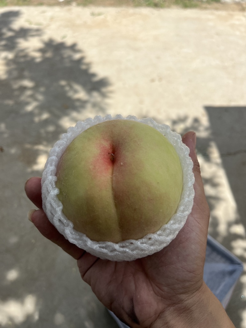 阳山水蜜桃奉化水蜜桃纯甜无酸要的来懂货的来