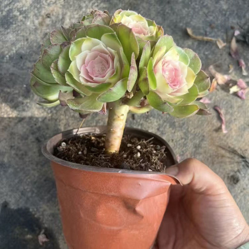 红心海棠玫瑰法师大老桩红心牡丹清仓多肉植物稀有法师牡丹仙子