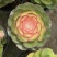 红心海棠玫瑰法师大老桩红心牡丹清仓多肉植物稀有法师牡丹仙子