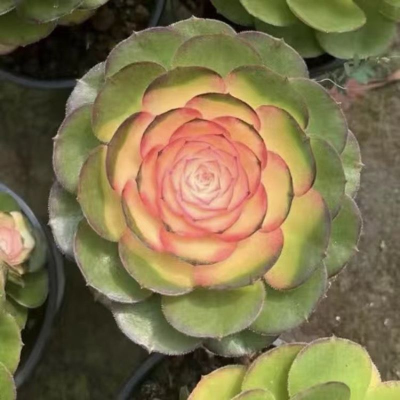 红心海棠玫瑰法师大老桩红心牡丹清仓多肉植物稀有法师牡丹仙子