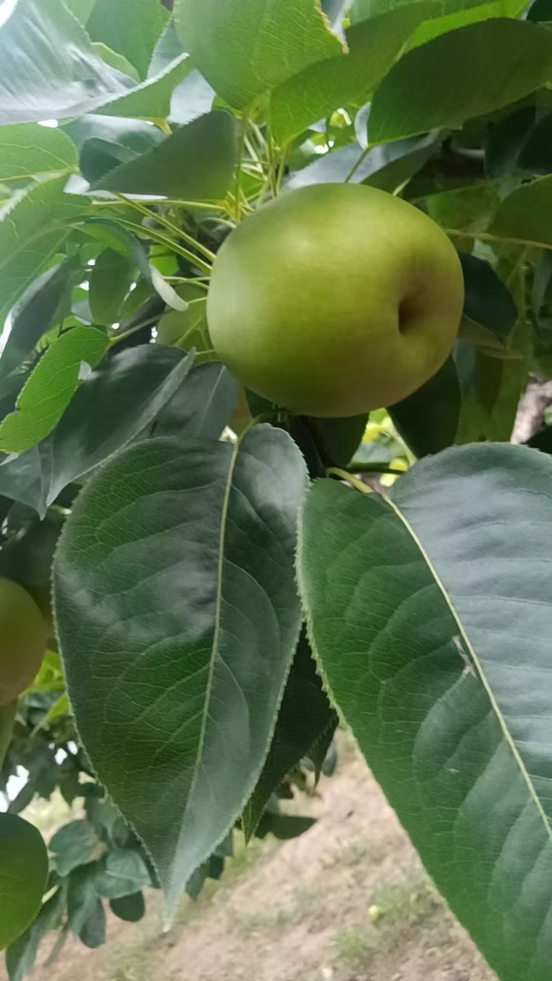 黄冠梨，万亩基地，货源充足，质量保证，包装齐全。
