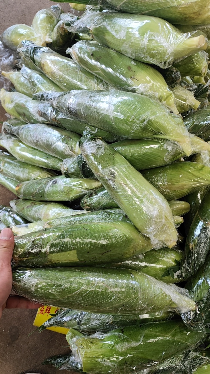 云南水果玉米电商货，工厂货，大量实力供应