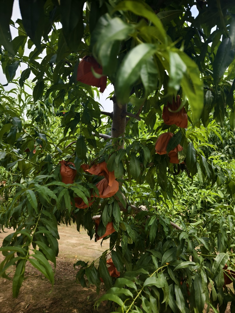 精品蟠9