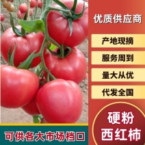 【推荐】西红柿硬粉西红柿果型好硬度口感佳高耐运输