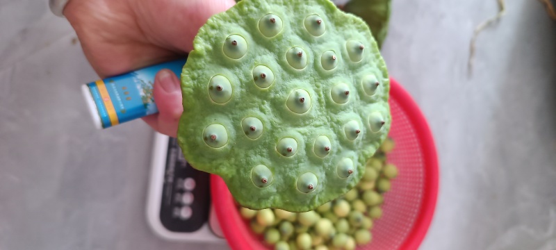花莲子