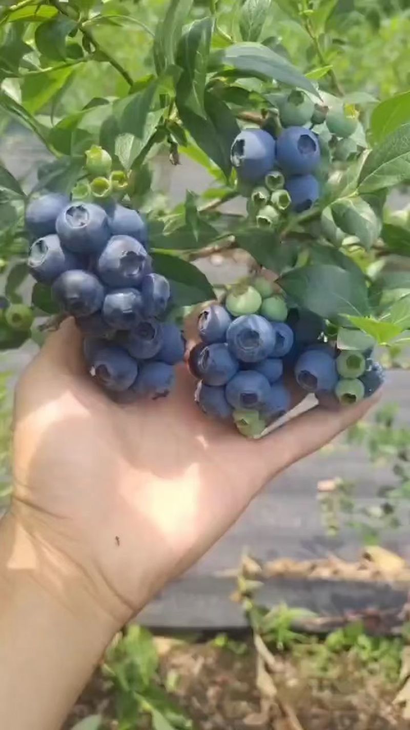 长白山产地蓝莓