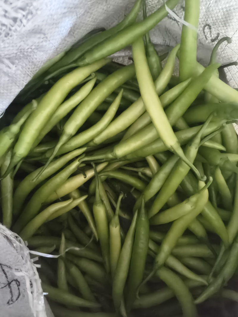 杭椒大量有货