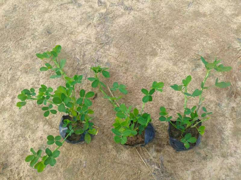 精品花生藤，蔓花生，遍地黄金欢迎各地客商来电咨询下单