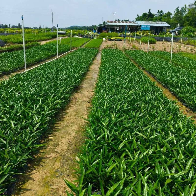广东驳骨丹量大质优全国可发欢迎直接来电咨询