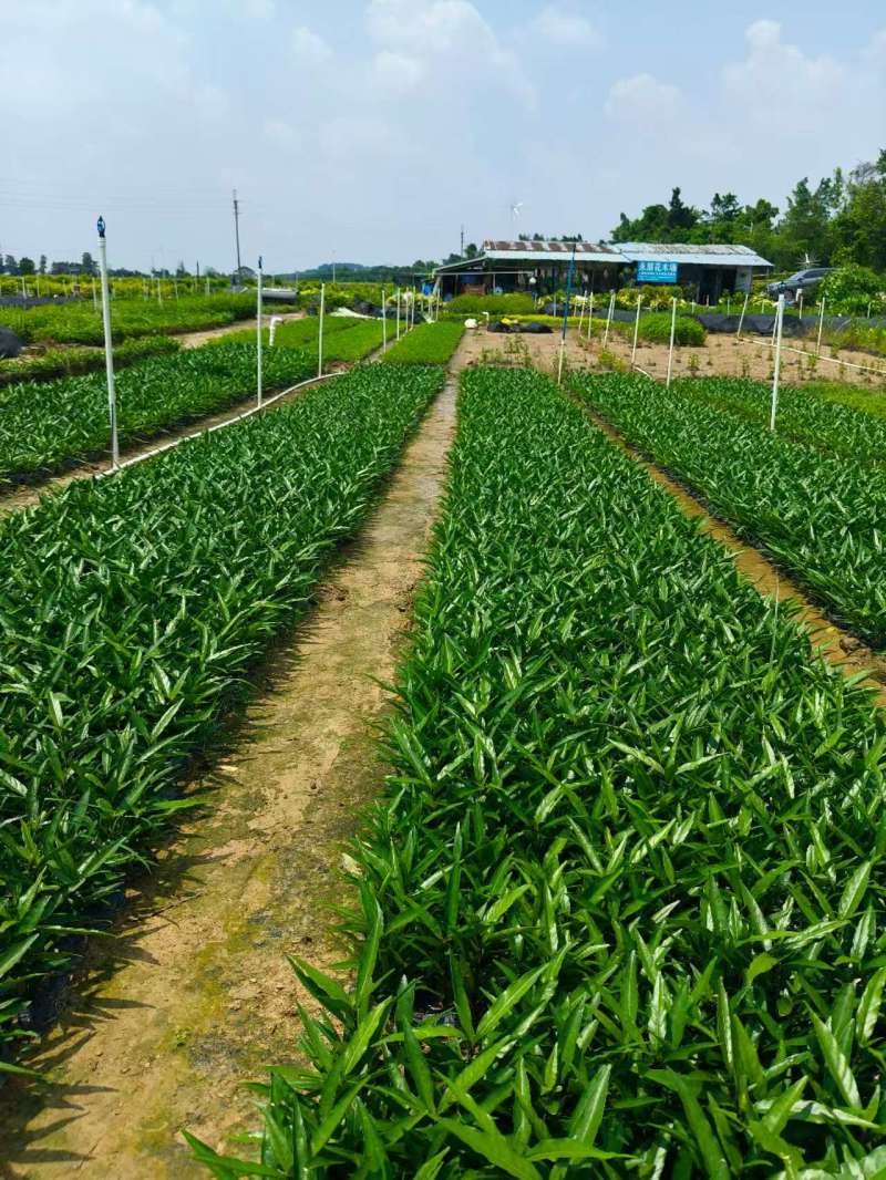 广东驳骨丹量大质优全国可发欢迎直接来电咨询