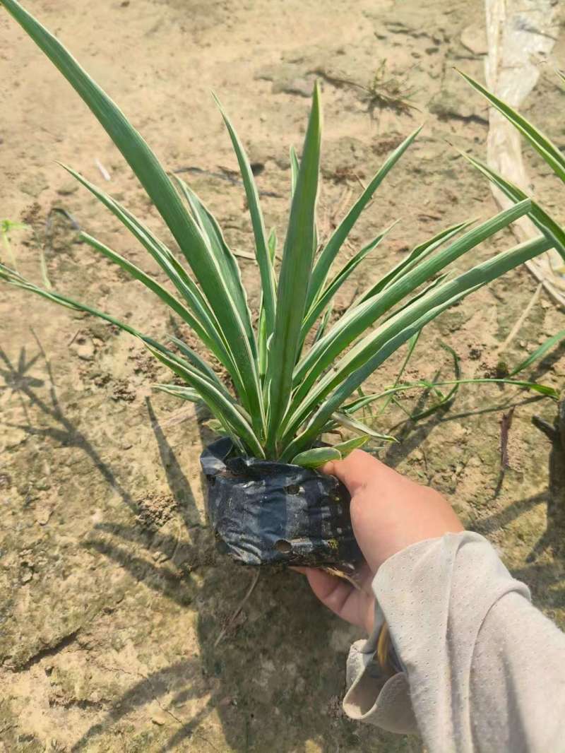 广东精品金边吊兰产地一手货源全国可发欢迎直接来电