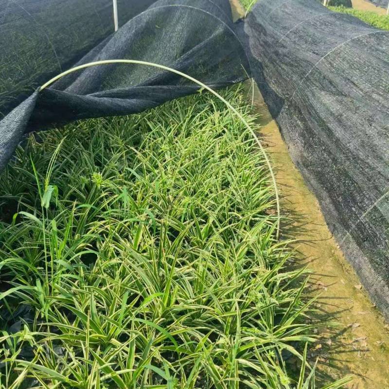 广东大花萱草基地一手货源，全国可发欢迎各地客商来电