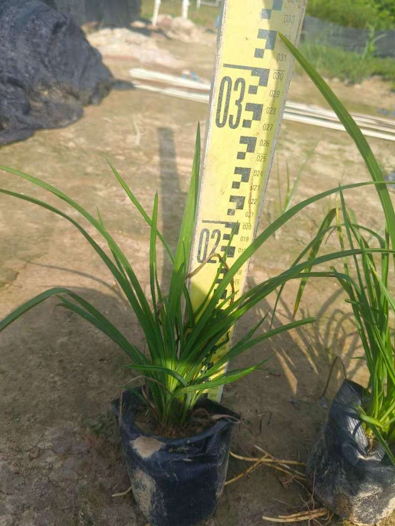 广东大花萱草基地一手货源，全国可发欢迎各地客商来电