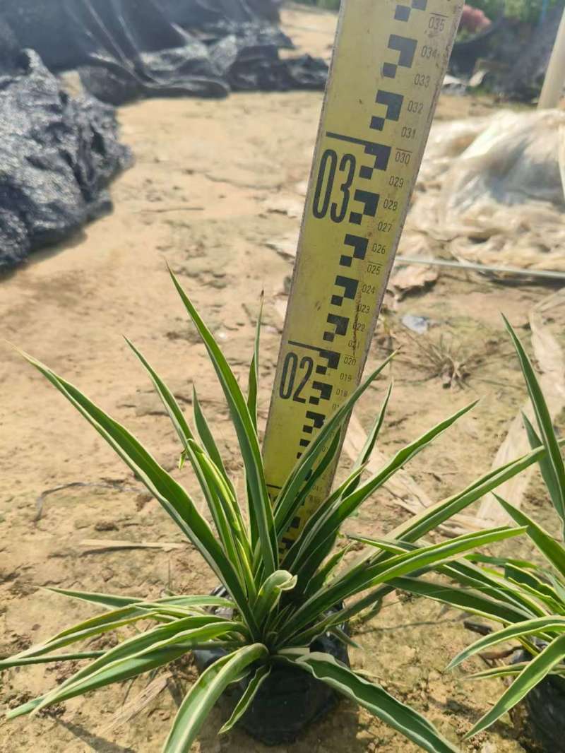 广东大花萱草基地一手货源，全国可发欢迎各地客商来电