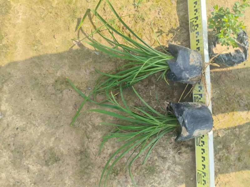 广东大花萱草基地一手货源，全国可发欢迎各地客商来电