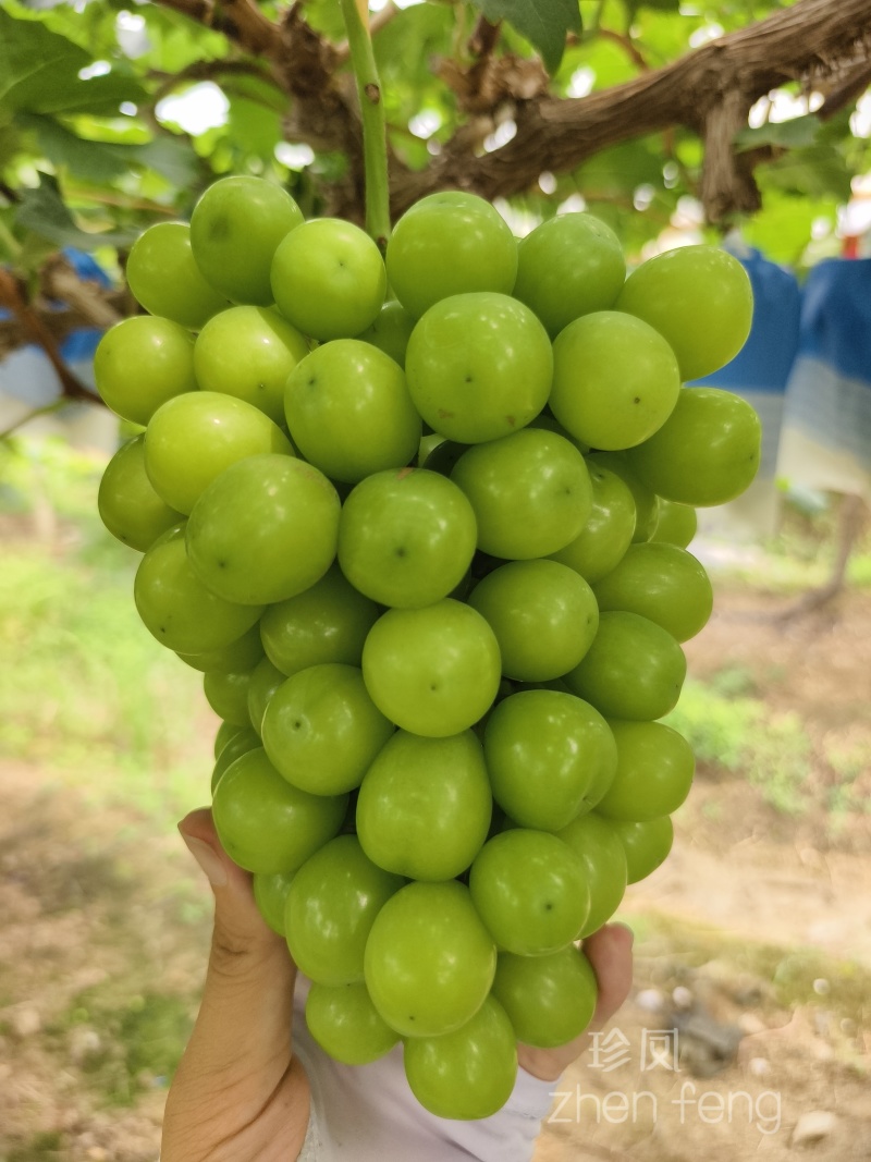 阳光玫瑰葡萄