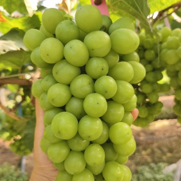 阳光玫瑰葡萄