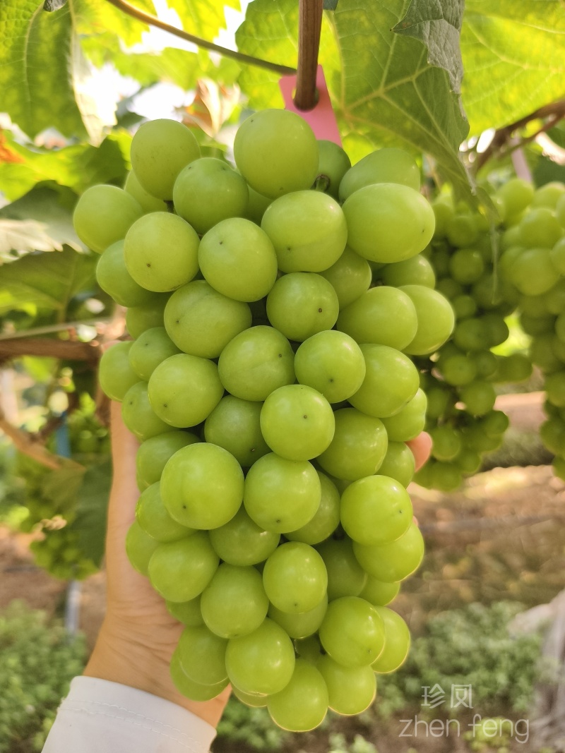 阳光玫瑰葡萄