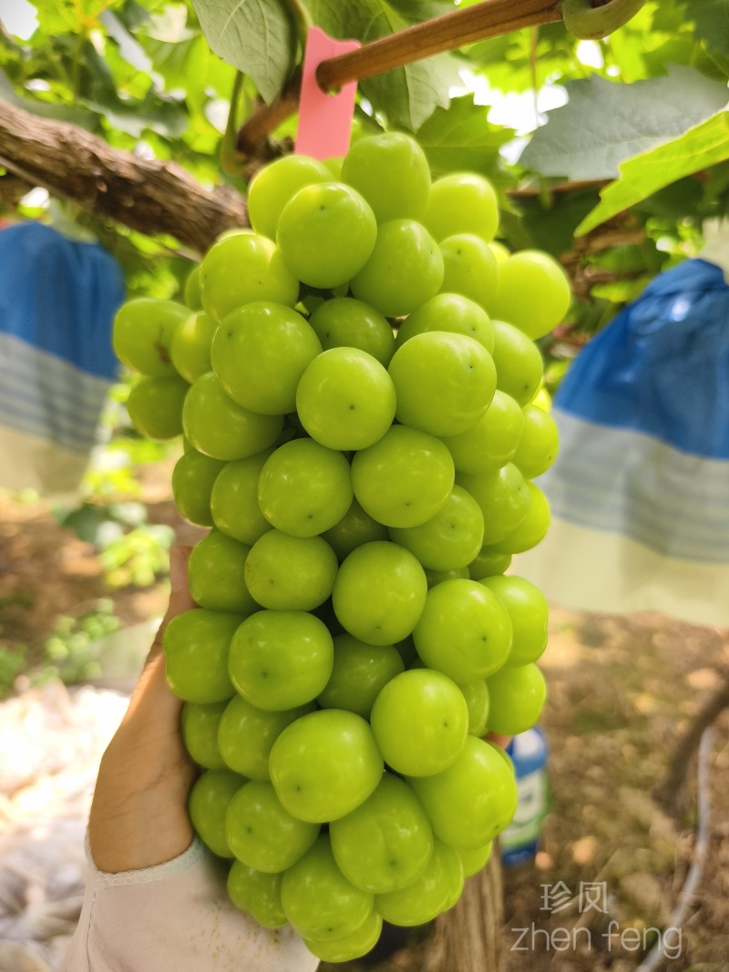 阳光玫瑰葡萄