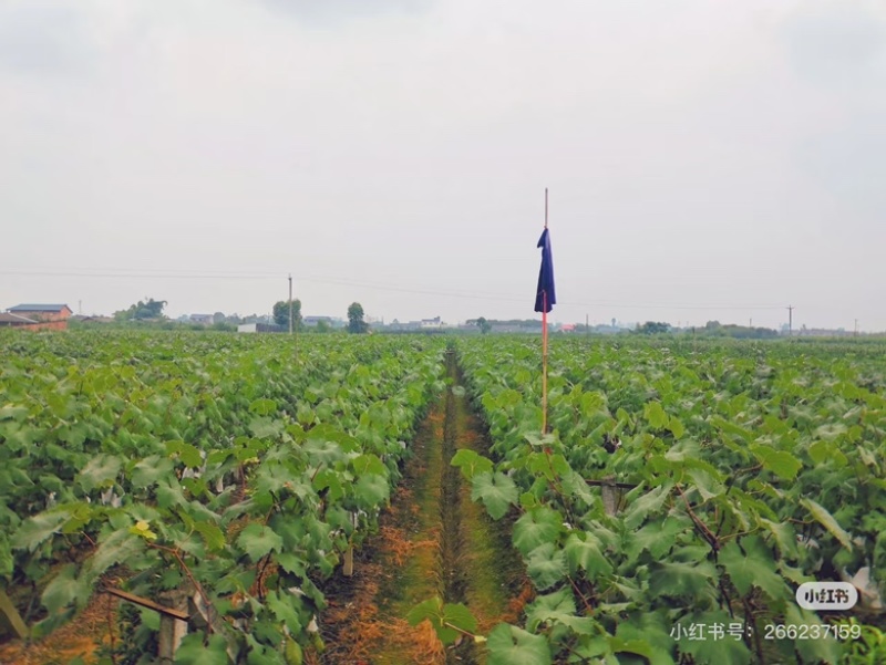 无籽夏黑葡萄