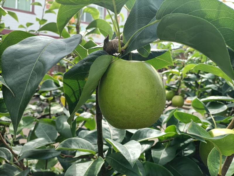 正宗四川苍溪翠冠梨皮薄肉厚，核小化渣，纯甜无酸