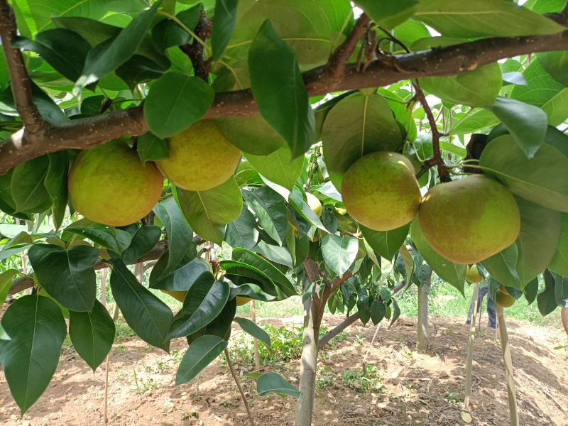 正宗四川苍溪翠冠梨皮薄肉厚，核小化渣，纯甜无酸