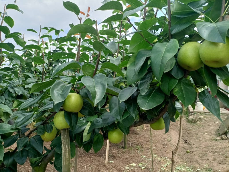 正宗四川苍溪翠冠梨皮薄肉厚，核小化渣，纯甜无酸