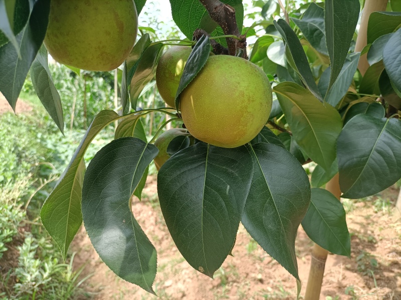 正宗四川苍溪翠冠梨皮薄肉厚，核小化渣，纯甜无酸