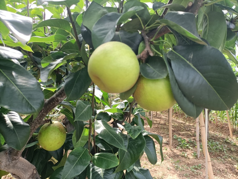 正宗四川苍溪翠冠梨皮薄肉厚，核小化渣，纯甜无酸