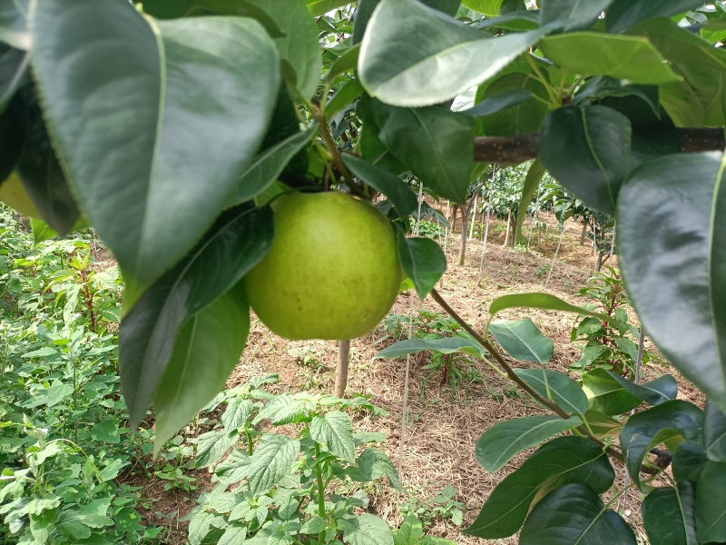正宗四川苍溪翠冠梨皮薄肉厚，核小化渣，纯甜无酸