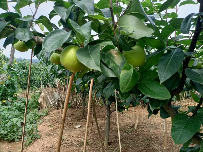 正宗四川苍溪翠冠梨皮薄肉厚，核小化渣，纯甜无酸