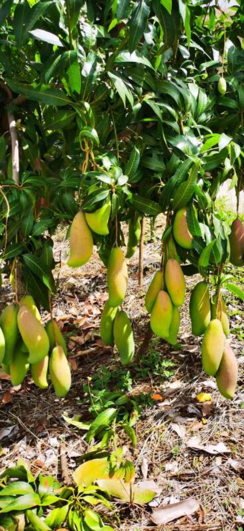 四川攀枝花象牙芒果，产区直发，大量有货