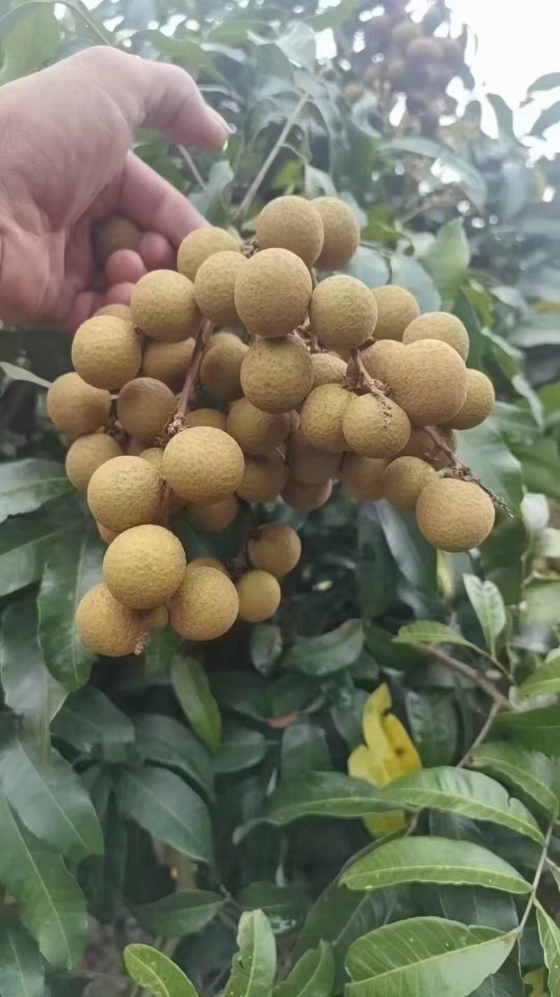 广东茂名储良龙眼大量接单产地直发量大从优欢迎来电