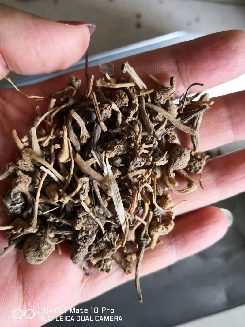 珠子参各种规格选择下单2斤包邮