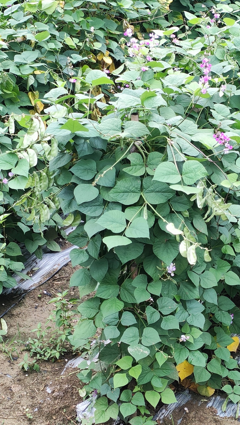 刀豆每天可供货8000斤