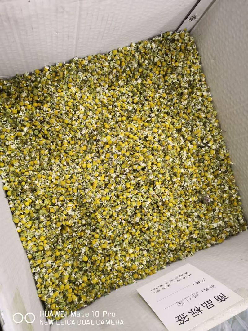 洋甘菊泡茶选货1斤包邮量大优惠