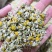 洋甘菊泡茶选货1斤包邮量大优惠
