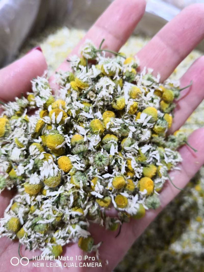 洋甘菊泡茶选货1斤包邮量大优惠