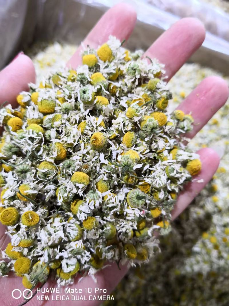 洋甘菊泡茶选货1斤包邮量大优惠